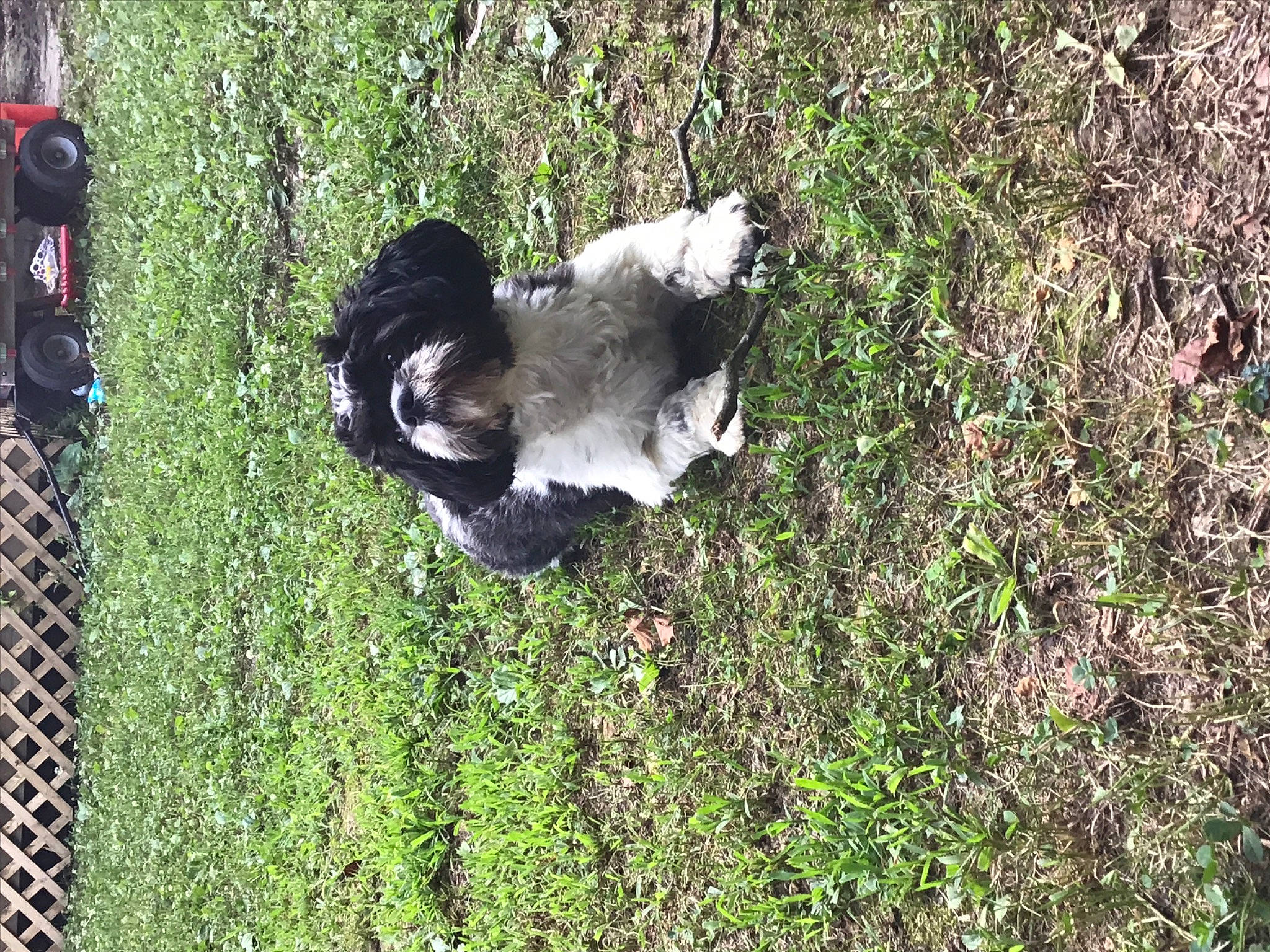 Nolan is registered to the contest to win money with this photo: canidae, carnivore, dog, dog_breed, grass, sporting_group, stabyhoun, tail