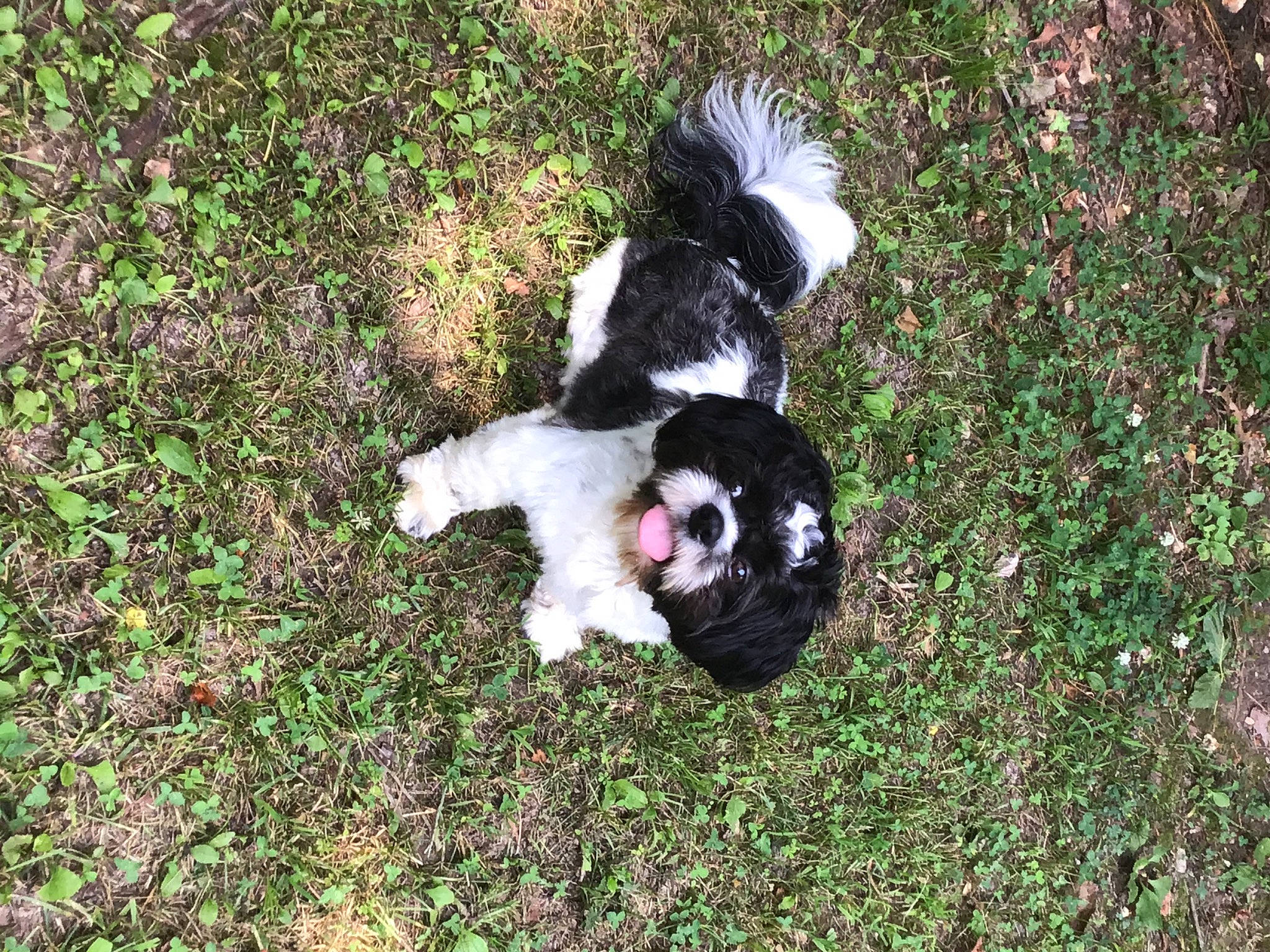Nolan joined the competition — help win amazing prizes! canidae, carnivore, cavalier_king_charles_spaniel, dog, dog_breed, landseer, mammal, rare_breed_dog, sporting_group, stabyhoun, tail, tornjak, vertebrate
