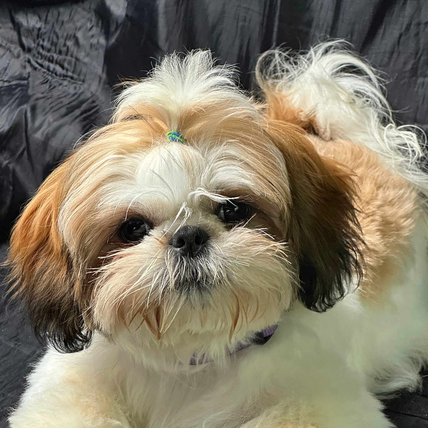 Lola