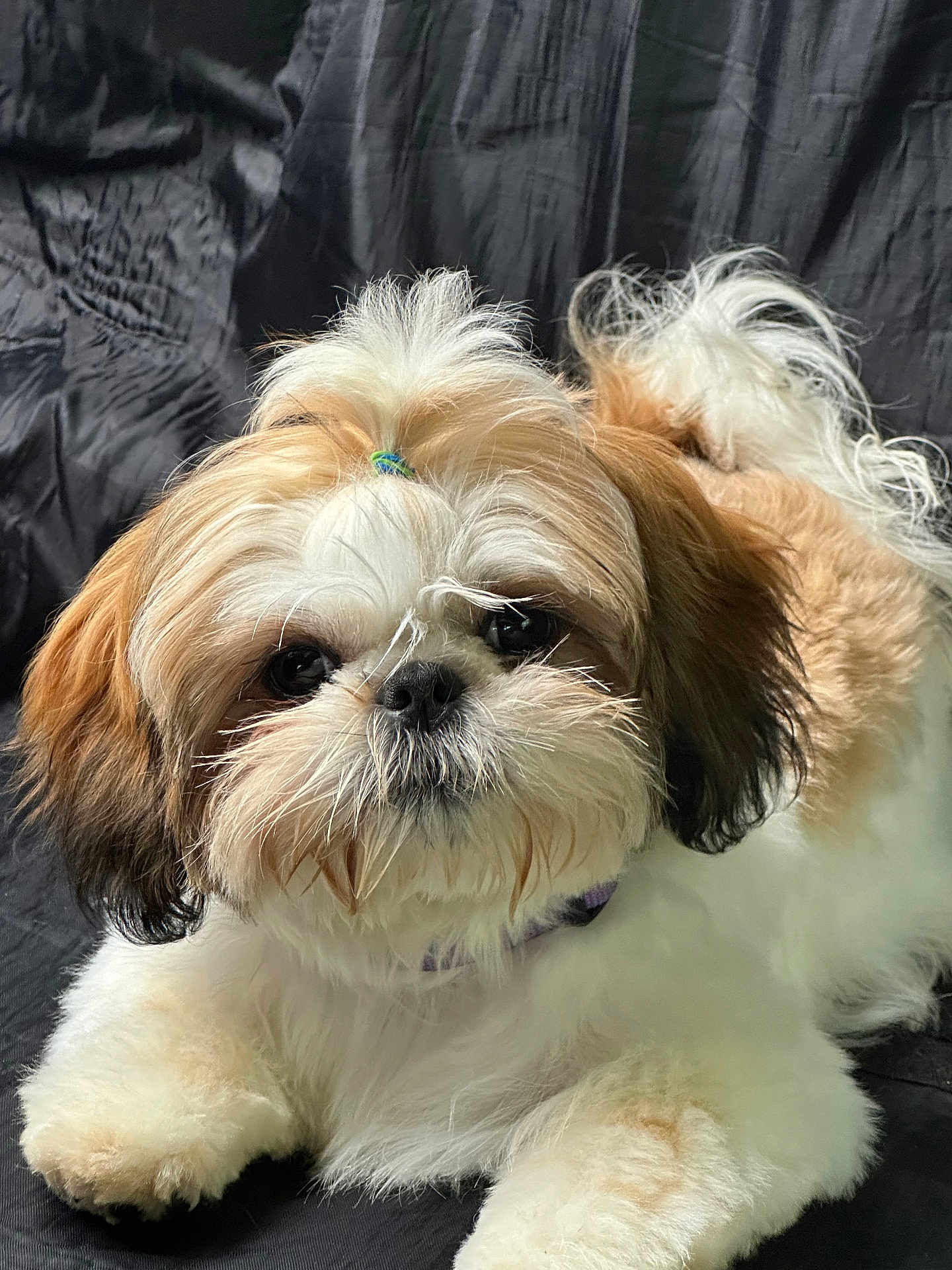 Lola
