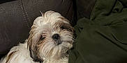 Lola joined the competition — help win amazing prizes! animal, blanket, brown_fur, companion, couch, cozy, cute, dog, face, fluffy, fur, indoor, leather, paw, pet, relaxed, resting, small_dog, snout, white_fur