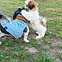 animal, black, brown, canine, cute, daytime, denim_jacket, dog, friendship, fur, grass, grassland, nature, outdoor, park, pet, playful, small_dog, trees, white