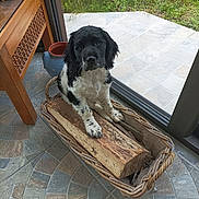 Oshi a rejoint le concours — aidez-le/la à gagner de superbes lots ! dog, spaniel, black_and_white, puppy, pet, sitting, portrait, floppy_ears, fur, animal, basket, log, wood, sunroom, window, garden, patio, stone_floor, indoor, outdoor