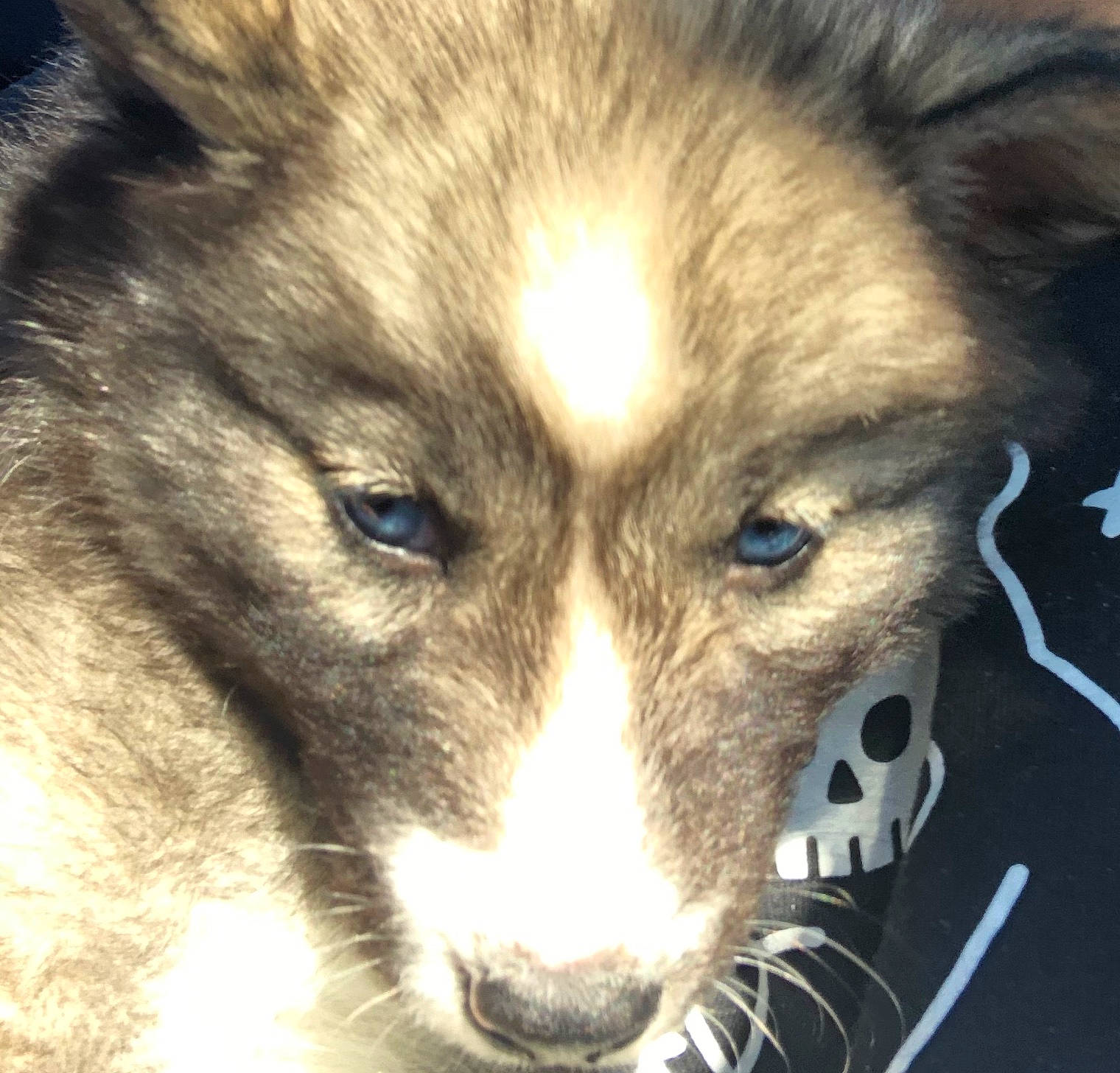 Rushie joined the competition — help win amazing prizes! canadian_eskimo_dog, canidae, canis, carnivore, czechoslovakian_wolfdog, dog, dog_breed, eye, iris, mammal, native_american_indian_dog, nose, sakhalin_husky, seppala_siberian_sleddog, siberian_husky, snout, tamaskan_dog, vertebrate, west_siberian_laika, wolfdog