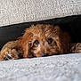 dog, puppy, brown_fur, fluffy, carpet, couch, peeking, big_eyes, nose, paw, cute, pet, indoor, upholstery, texture, cozy, close_up, portrait, lying_down, whiskers