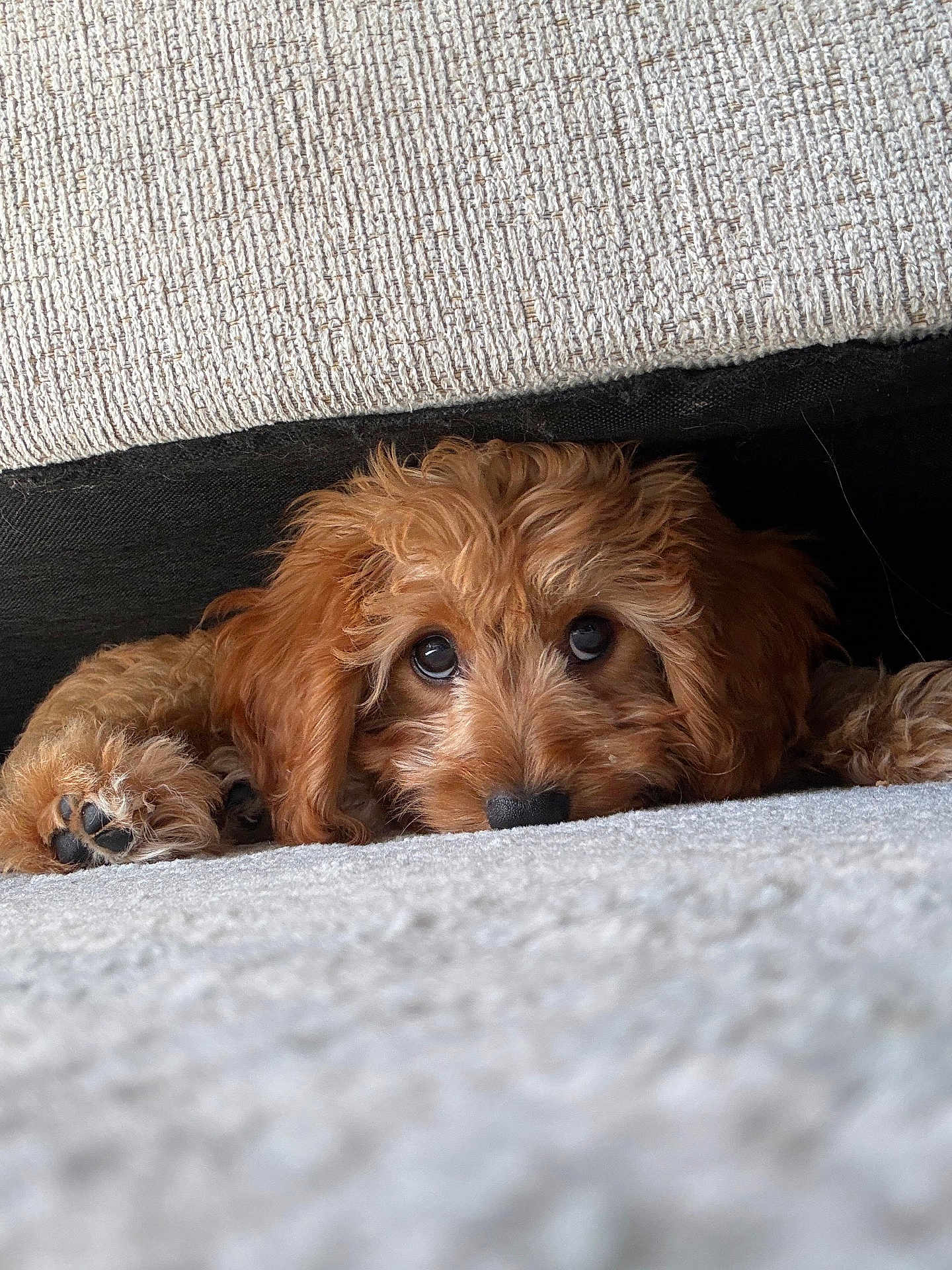 Scooby joined the competition — help win amazing prizes! dog, puppy, brown_fur, fluffy, carpet, couch, peeking, big_eyes, nose, paw, cute, pet, indoor, upholstery, texture, cozy, close_up, portrait, lying_down, whiskers