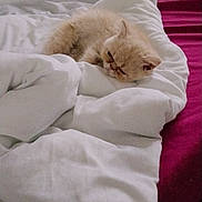 Boston participe au concours pour gagner de l'argent avec cette photo : cat, bed, blanket, white_blanket, pink_bedspread, sleeping_cat, fluffy_cat, indoor, cozy, pet, animal, resting, feline, cute, domestic_cat, fur, clutter, room, sleep, relaxation