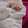 cat, bed, blanket, white_blanket, pink_bedspread, sleeping_cat, fluffy_cat, indoor, cozy, pet, animal, resting, feline, cute, domestic_cat, fur, clutter, room, sleep, relaxation