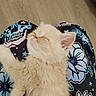 kitten, sleeping, lap, fluffy, cream_colored, cat, pet, indoor, pajama_pants, patterned_clothing, skull_pattern, flower_pattern, relaxation, cute, adorable, animal, feline, cozy, resting, domestic