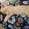 kitten, sleeping, cat, fluffy, cream_color, paw, clothing, patterned_pants, flowers, skulls, indoor, resting, cute, pet, animal, feline, cozy, relaxed, soft, young