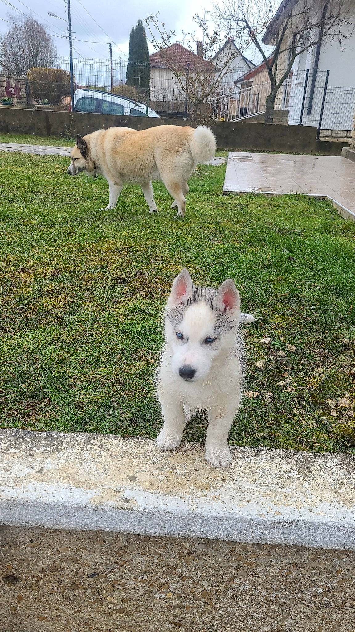 Balto a rejoint le concours — aidez-le/la à gagner de superbes lots ! building, carnivore, cat, cloud, companion_dog, dog, dog_breed, felidae, fur, grass, plant, road_surface, sky, small_to_medium_sized_cats, snout, sporting_group, tail, tree, whiskers, window
