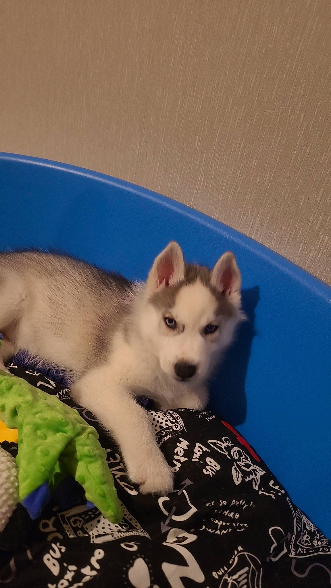 Balto participe au concours pour gagner de l'argent avec cette photo : canidae, carnivore, cat, cat_supply, companion_dog, dog, dog_breed, fawn, felidae, fur, paw, pet_supply, small_to_medium_sized_cats, tail, terrestrial_animal, whiskers, working_animal