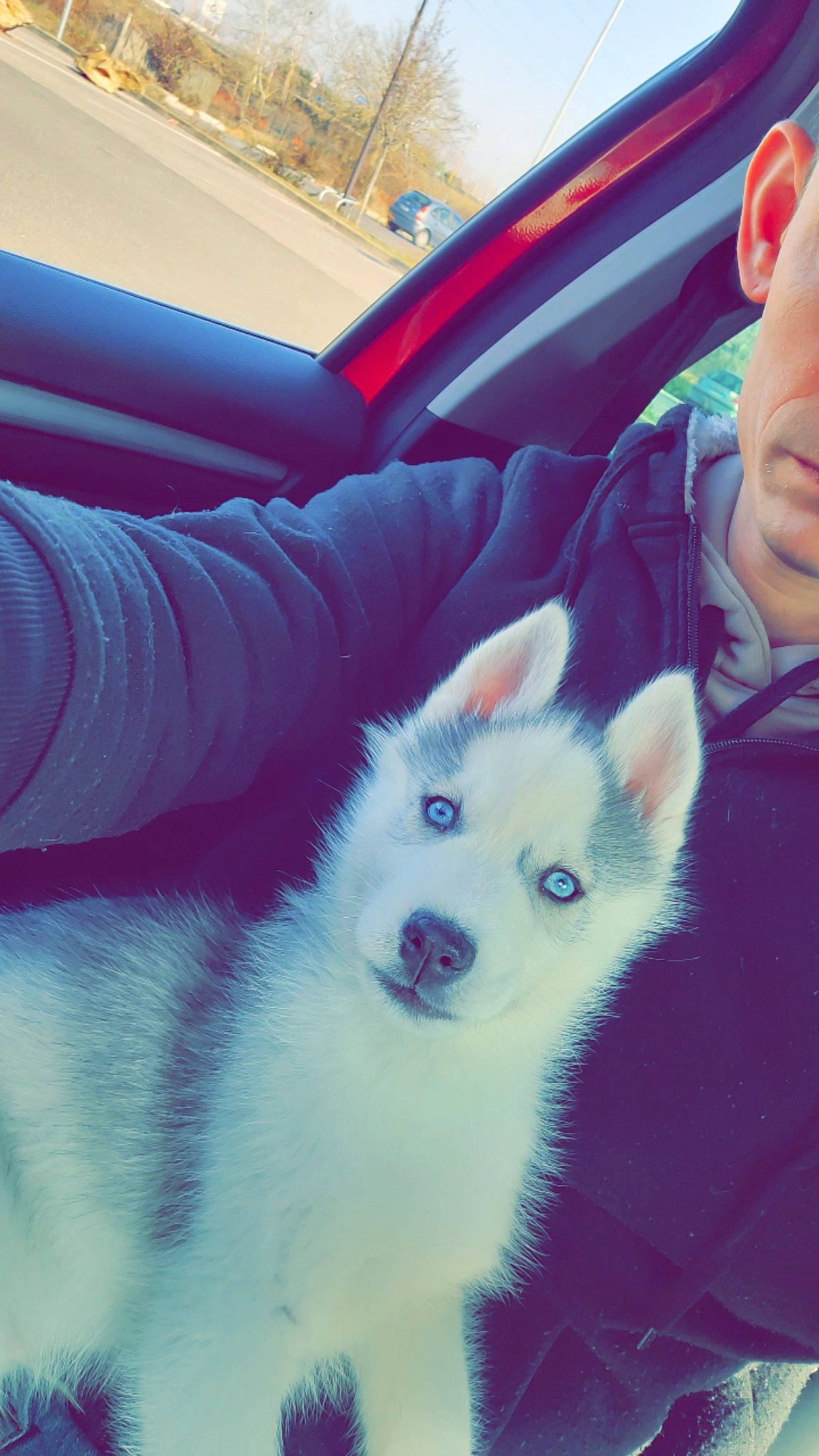 Balto a rejoint le concours — aidez-le/la à gagner de superbes lots ! ancient_dog_breeds, canidae, canis, carnivore, companion_dog, cool, dog, dog_breed, electric_blue, fawn, fur, jaw, sitting, snout, spitz, sporting_group, vehicle_door, whiskers, working_animal, working_dog