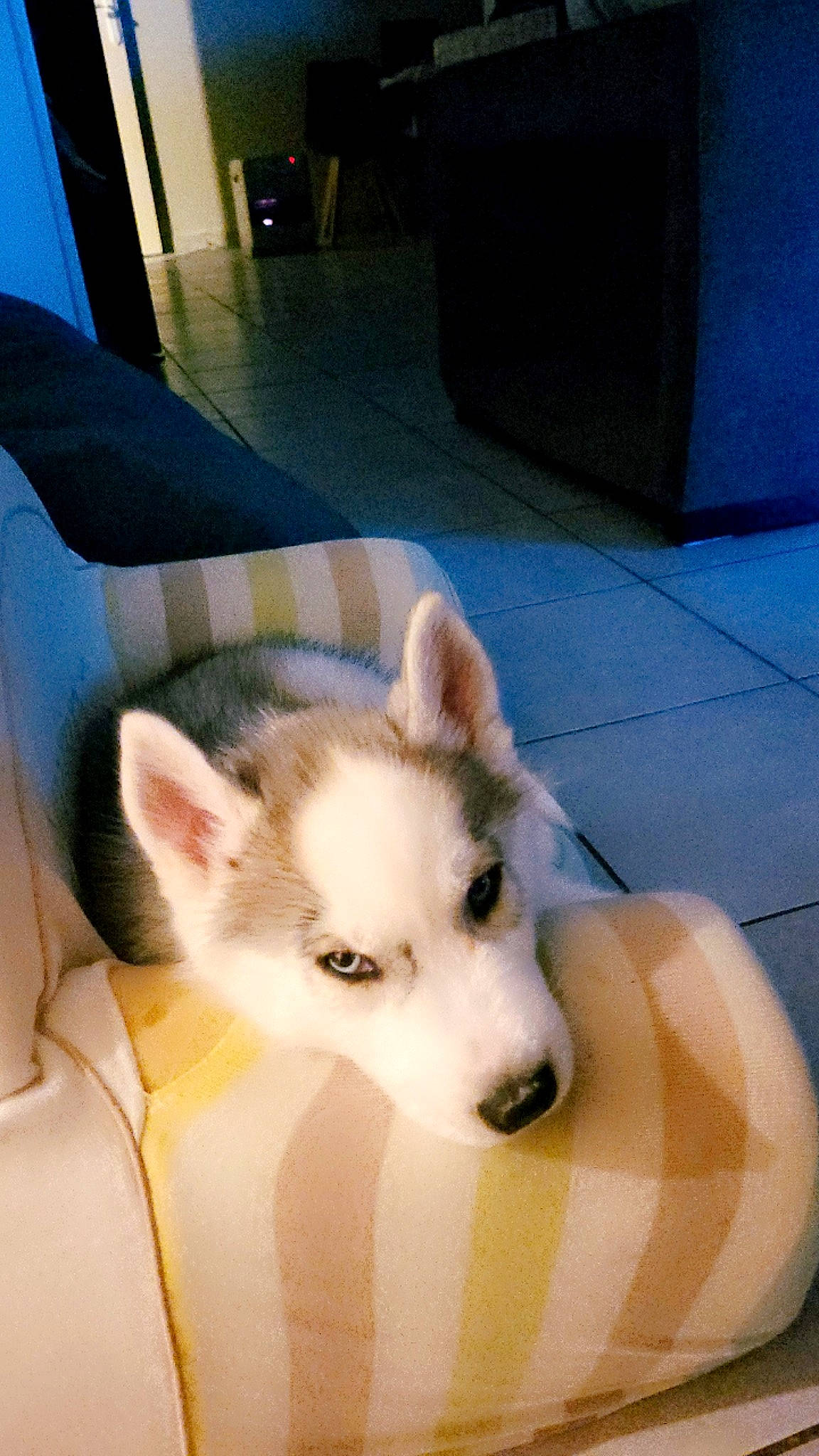 Balto a rejoint le concours — aidez-le/la à gagner de superbes lots ! canidae, canis, carnivore, comfort, companion_dog, couch, dog, dog_breed, flooring, foot, fur, herding_dog, non_sporting_group, paw, siberian_husky, sled_dog, spitz, volpino_italiano, working_animal, working_dog