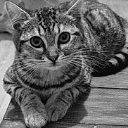 Diva a rejoint le concours — aidez-le/la à gagner de superbes lots ! cat, tabby_cat, pet, animal, feline, whiskers, paws, fur, striped, close_up, portrait, indoor, wooden_surface, relaxed, curious, black_and_white, sitting, looking_at_camera, domestic_cat, cute