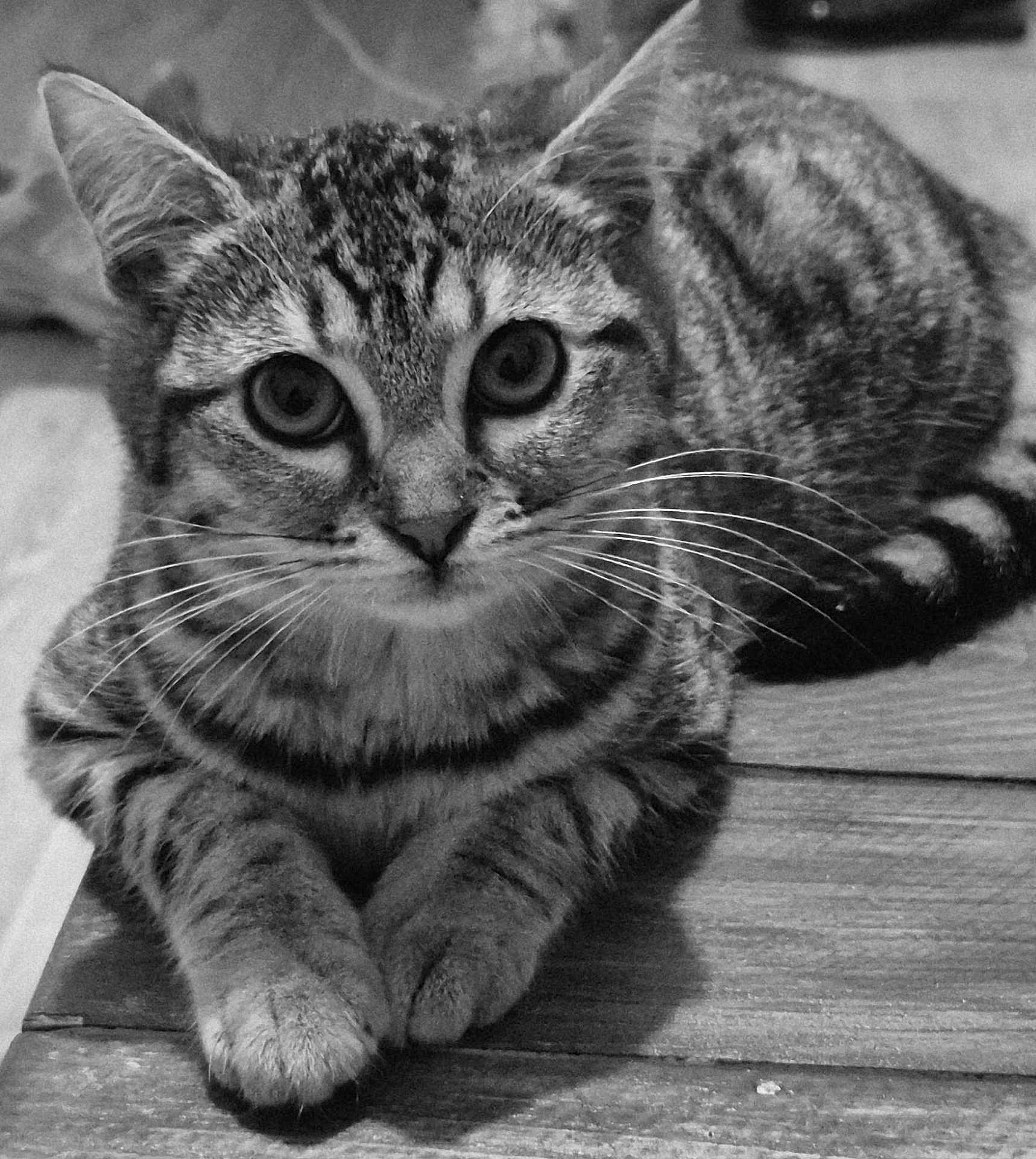 Diva a rejoint le concours — aidez-le/la à gagner de superbes lots ! cat, tabby_cat, pet, animal, feline, whiskers, paws, fur, striped, close_up, portrait, indoor, wooden_surface, relaxed, curious, black_and_white, sitting, looking_at_camera, domestic_cat, cute