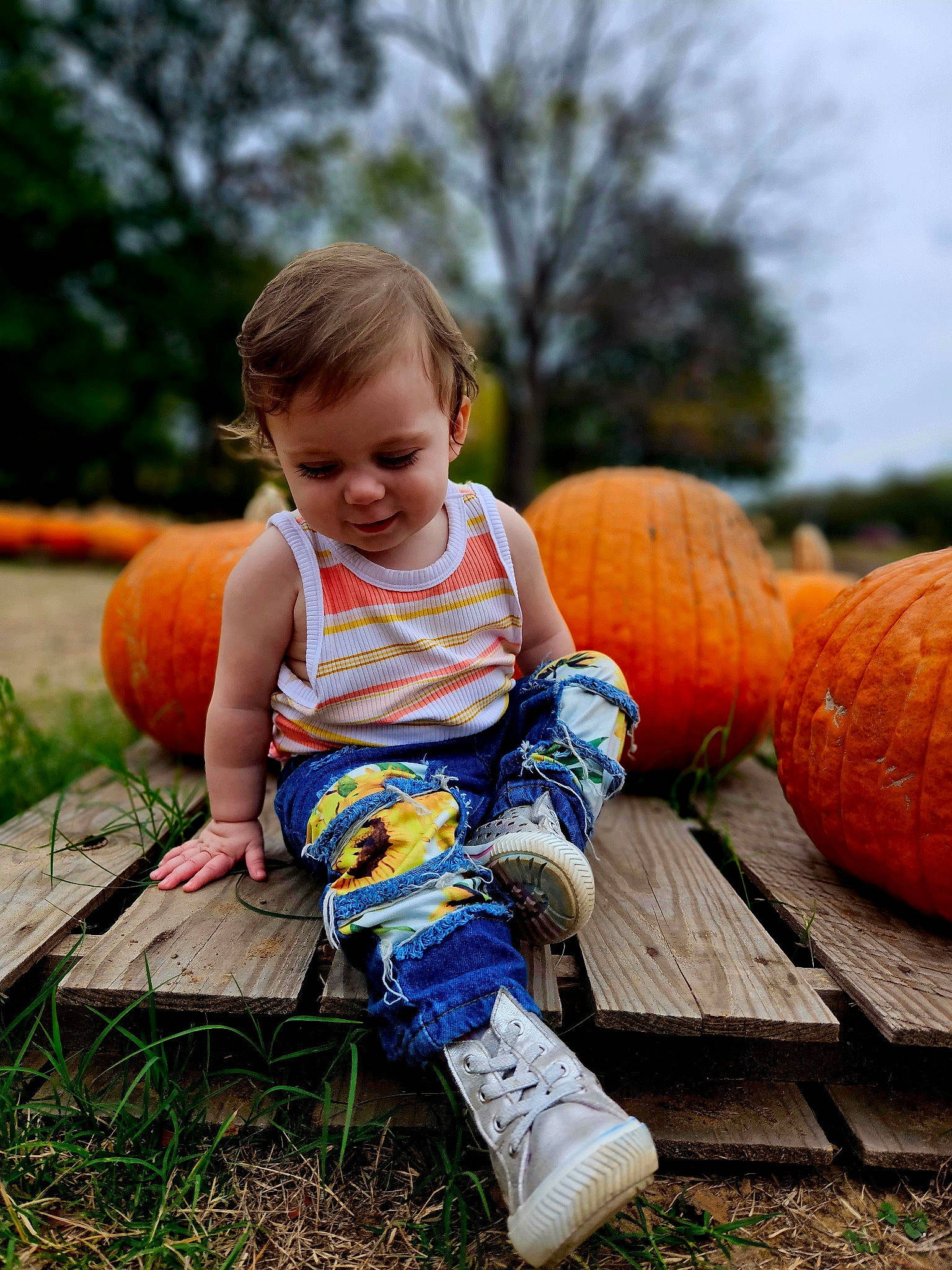 Hinata joined the competition — help win amazing prizes! baby_toddler_clothing, calabaza, dress, eye, gourd, grass, hand, happy, leaf, leg, orange, people_in_nature, person, plant, pumpkin, shorts, sky, squash, toddler, winter_squash