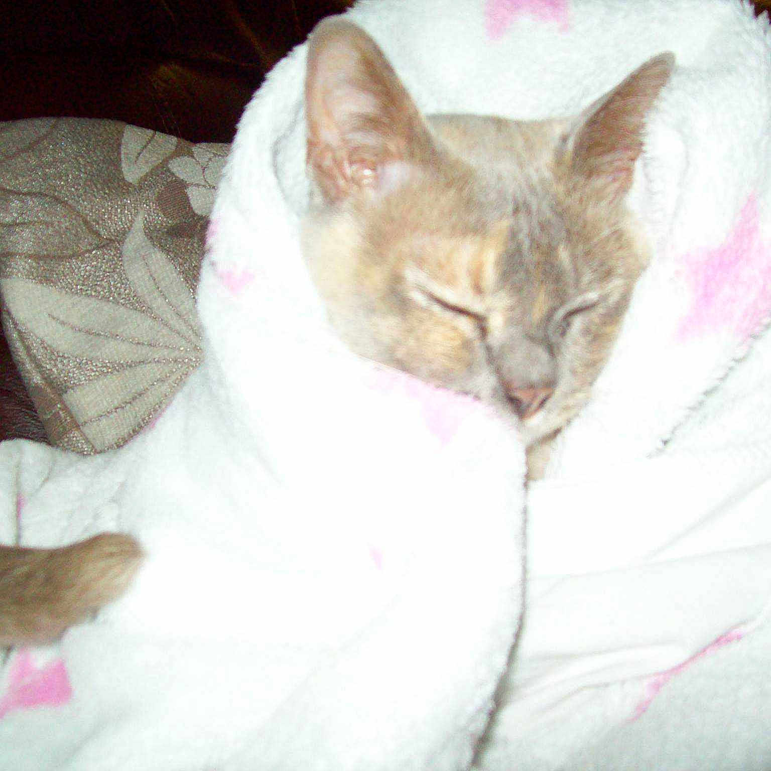 Pumpkin joined the competition — help win amazing prizes!