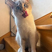 Lilo a rejoint le concours — aidez-le/la à gagner de superbes lots ! animal, blue_eyes, cat, curtain, cute, domestic_cat, ears, fur, indoor, light, paws, pet, playful, shadow, sitting, staircase, tongue_out, whiskers, window, wood