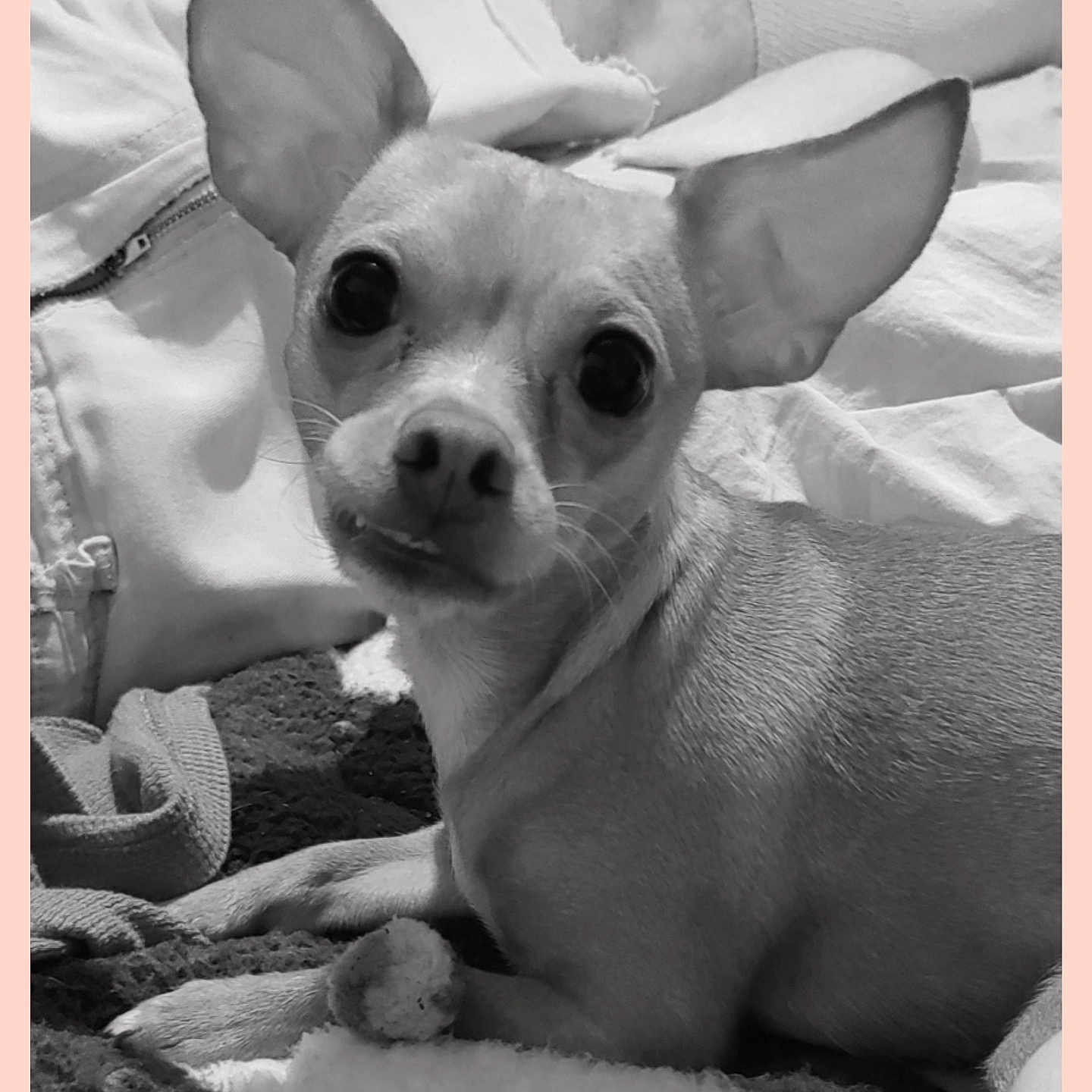 Piper joined the competition — help win amazing prizes! animal, black_and_white, blanket, casual_clothing, chihuahua, close_up, cozy, curious, cute, dog, ears, fur, indoors, lying_down, monochrome, pet, portrait, resting, small_dog, texture