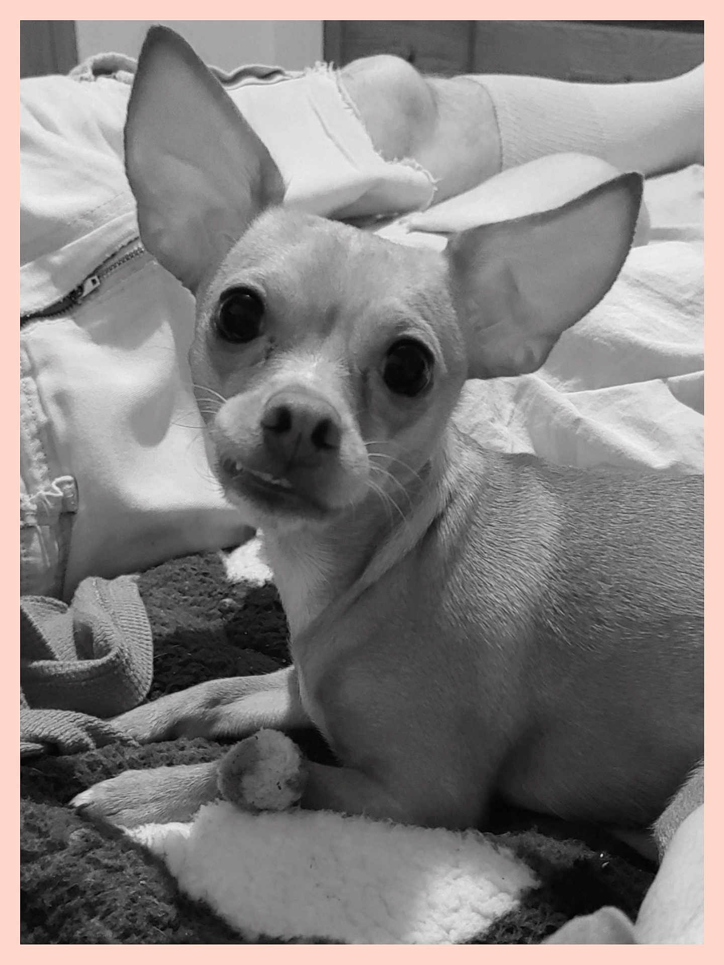 Piper joined the competition — help win amazing prizes! dog, small_dog, chihuahua, pet, animal, close_up, lying_down, blanket, cozy, ears, fur, curious, indoors, monochrome, black_and_white, texture, casual_clothing, resting, cute, portrait