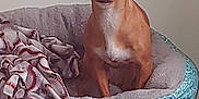 Piper is registered to the contest to win money with this photo: dog, pet_bed, blanket, small_dog, tan_dog, ears, indoor, cozy, furniture, animal, canine, resting, alert, bed, cage, domestic_animal, companion, cute, looking, household
