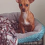 dog, pet_bed, blanket, small_dog, tan_dog, ears, indoor, cozy, furniture, animal, canine, resting, alert, bed, cage, domestic_animal, companion, cute, looking, household