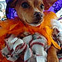 Piper is registered to the contest to win money with this photo: dog, small_dog, purple_hat, orange_feather_boa, blanket, cozy, pet, cute, animal, portrait, close_up, wrapped, festive, costume, ears, paw, fur, snout, indoors, held