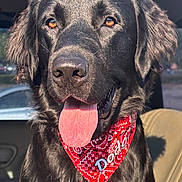 Dodger joined the competition — help win amazing prizes! dog, black_dog, bandana, red_bandana, tongue_out, pet, animal, car_interior, sunlight, portrait, close_up, happy, friendly, canine, fur, nose, ears, seat, window, daytime
