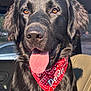 dog, black_dog, bandana, red_bandana, tongue_out, pet, animal, car_interior, sunlight, portrait, close_up, happy, friendly, canine, fur, nose, ears, seat, window, daytime