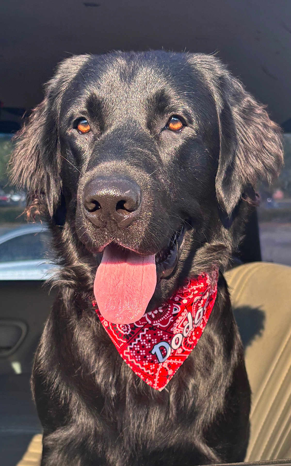 Dodger