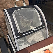 Ceviche is registered to the contest to win money with this photo: animal_transport, black, cat, chair, dog, empty_carrier, gray, handle, indoor, menu, mesh, pet_carrier, photography, portable, restaurant, seating, table, travel, white, zipper