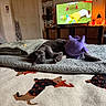 Ceviche is registered to the contest to win money with this photo: animal, bed, bedroom, blanket, cat, cozy, furniture, gray_cat, home_decor, indoor, lying_down, patterned_rug, pet, plush_toy, purple_toy, relaxed, sleeping, tail, television, whiskers