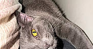 Ceviche joined the competition — help win amazing prizes! animal, bed, blanket, cat, close_up, feline, funny_pose, fur, golden_eyes, gray_cat, indoor, lying_down, pet, pillow, portrait, relaxed, sleeping, upside_down, wall, whiskers