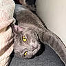 animal, bed, blanket, cat, close_up, feline, funny_pose, fur, golden_eyes, gray_cat, indoor, lying_down, pet, pillow, portrait, relaxed, sleeping, upside_down, wall, whiskers