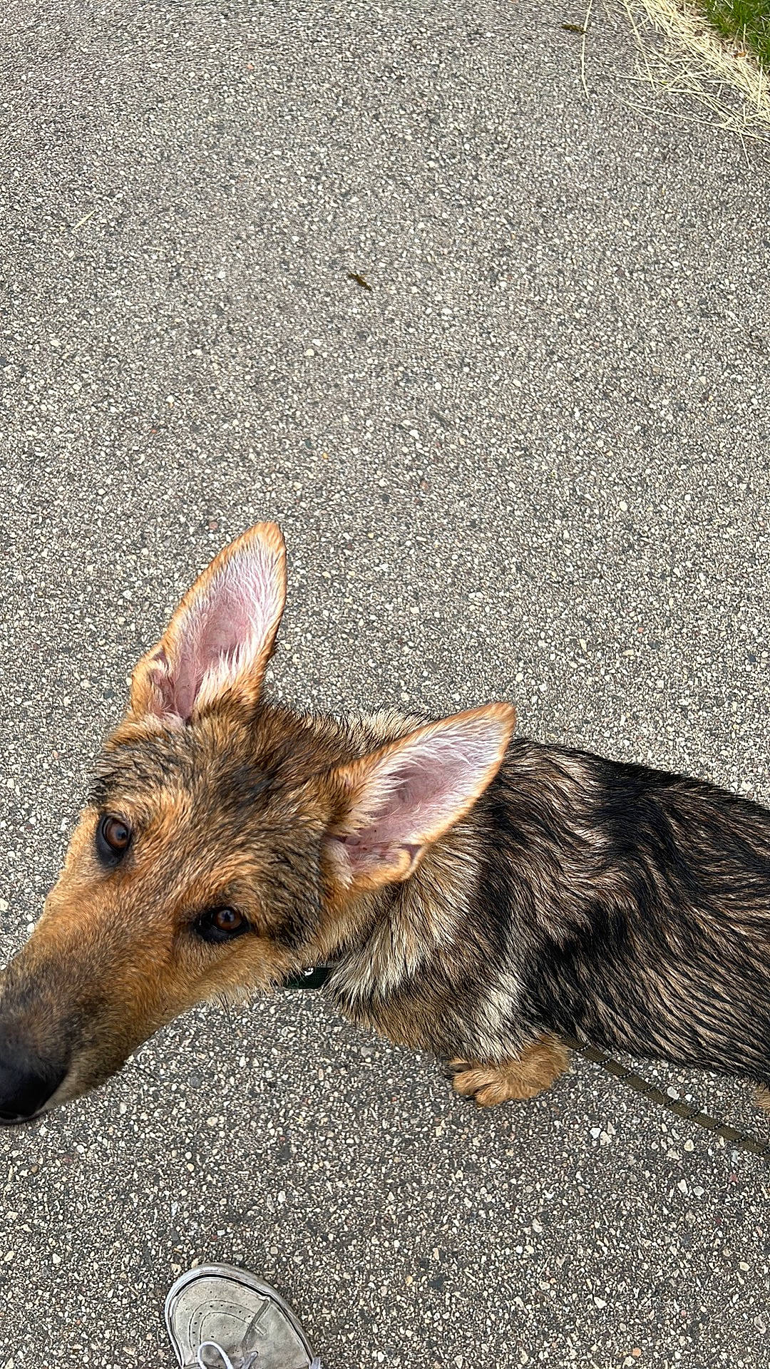 Cheech is registered to the contest to win money with this photo: asphalt, canidae, carnivore, dog, dog_breed, fawn, foot, fur, grass, livestock, paw, road_surface, snout, soil, sporting_group, street_dog, tail, terrestrial_animal, wildlife, working_animal