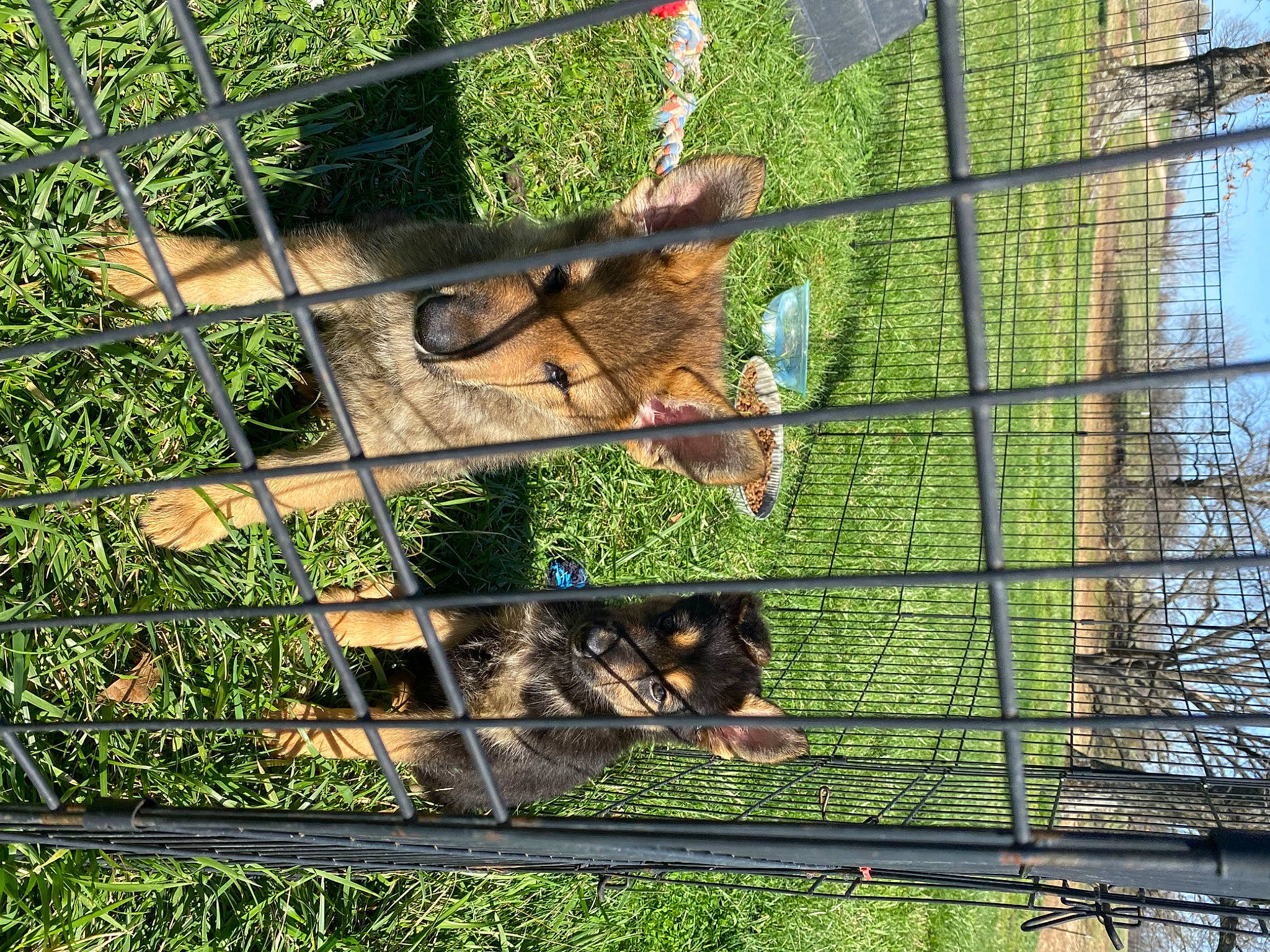 Cheech joined the competition — help win amazing prizes! animal_shelter, cage, carnivore, chain_link_fencing, cooking, grass, mesh, metal, net, pet_supply, plant, sky, sporting_group, terrestrial_animal, tree, vertebrate, wildlife, window, wire_fencing, wood