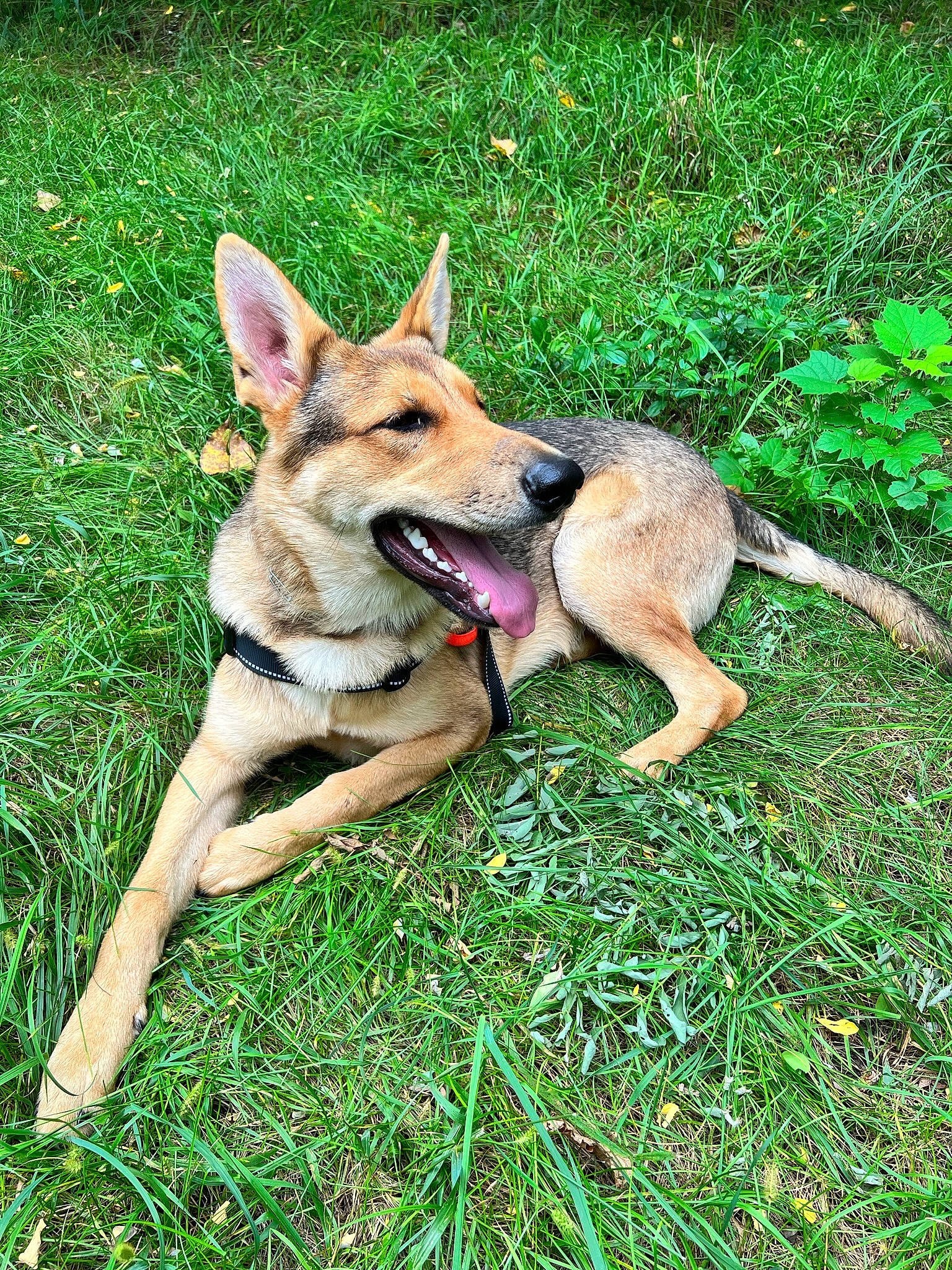 Cheech joined the competition — help win amazing prizes! canidae, carnivore, companion_dog, dog, dog_breed, east_european_shepherd, fawn, german_shepherd_dog, grass, groundcover, herding_dog, plant, snout, sporting_group, tail, terrestrial_animal, wildlife, working_animal, working_dog