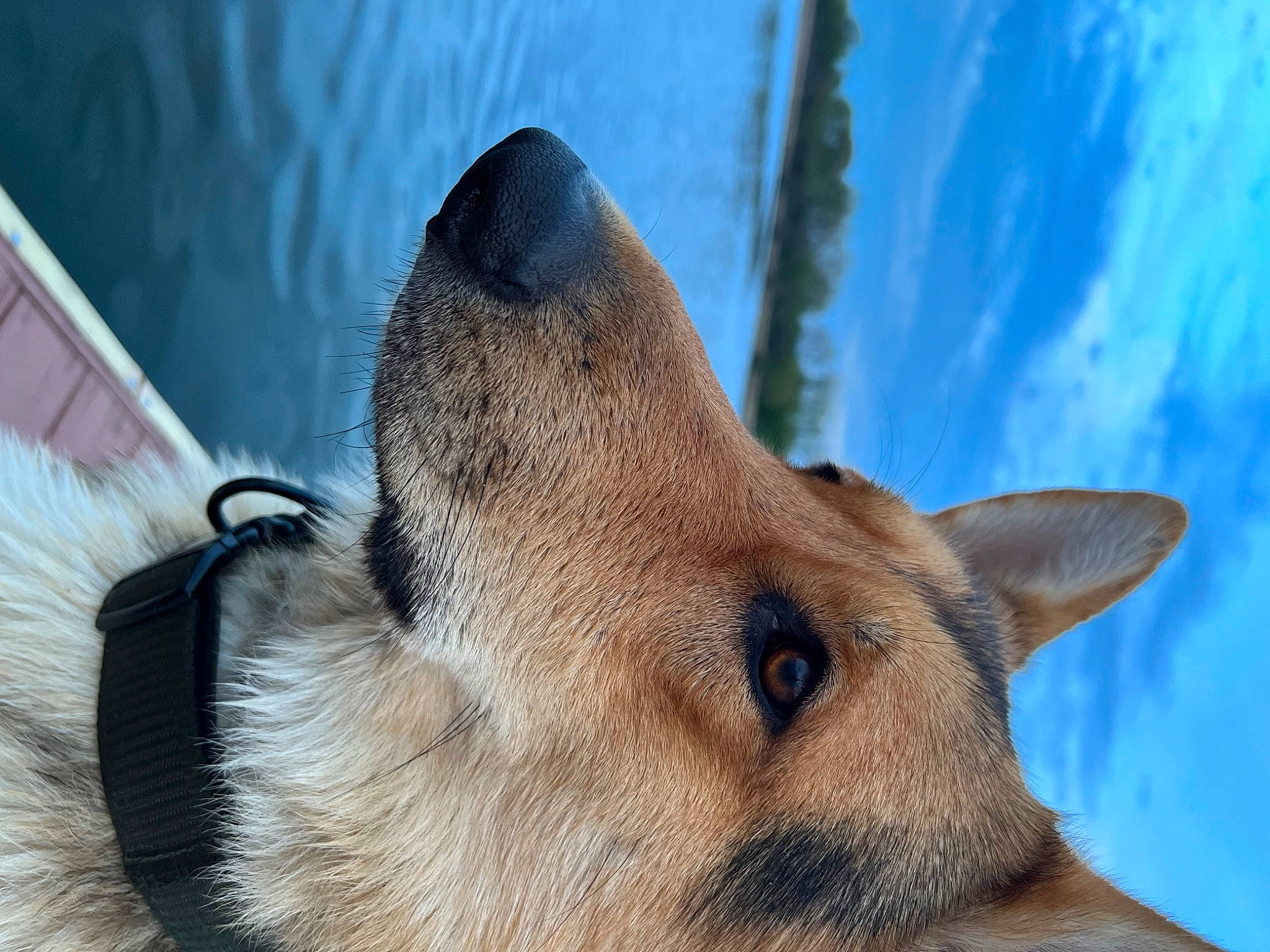 Cheech is registered to the contest to win money with this photo: carnivore, cloud, dog_breed, fawn, felidae, fur, sky, small_to_medium_sized_cats, snout, terrestrial_animal, water, whiskers, wildlife, working_animal