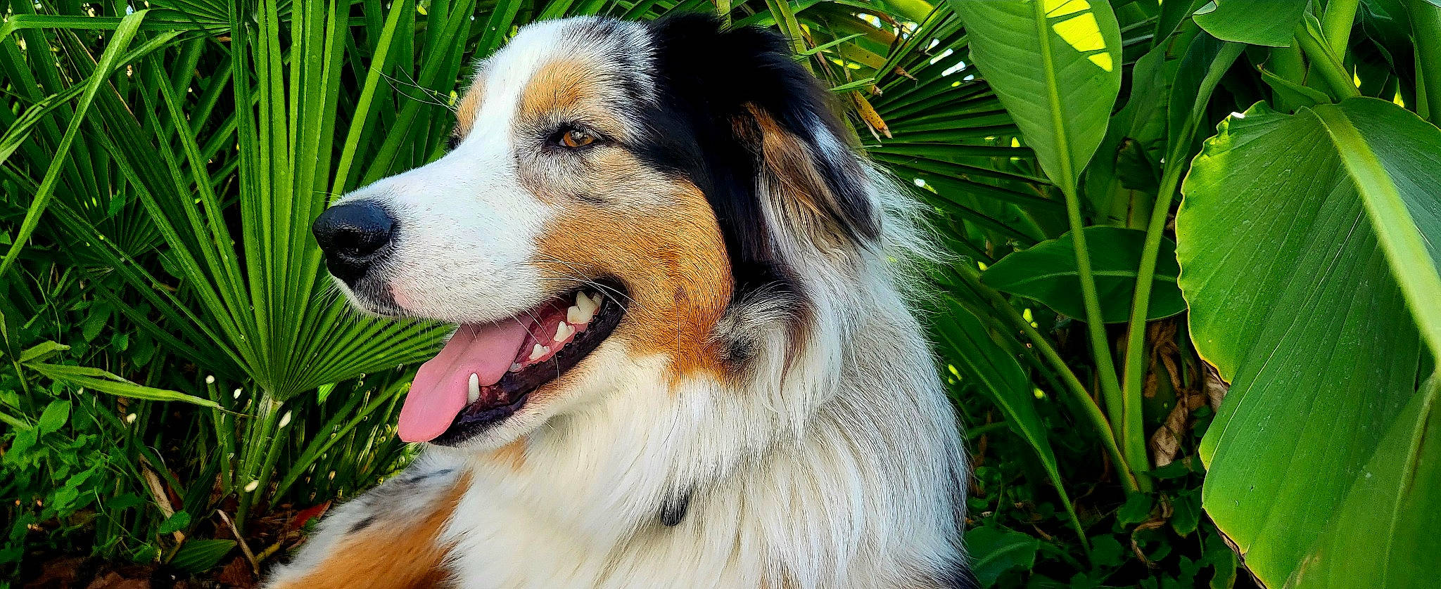 Simone a rejoint le concours — aidez-le/la à gagner de superbes lots ! ancient_dog_breeds, arecales, carnivore, companion_dog, dog, dog_breed, fur, grass, herding_dog, palm_tree, plant, snout, sporting_group, terrestrial_animal, terrestrial_plant, tree, whiskers, working_dog