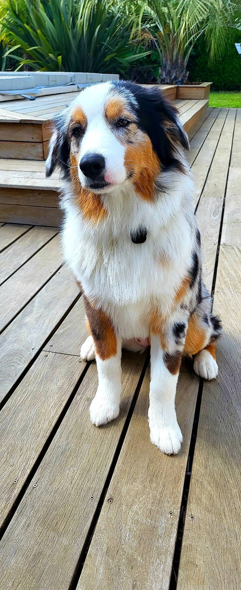 Simone participe au concours pour gagner de l'argent avec cette photo : canidae, carnivore, collar, companion_dog, dog, dog_breed, fawn, flooring, fur, hardwood, herding_dog, plank, snout, sporting_group, tail, terrestrial_animal, whiskers, wood, working_animal, working_dog