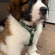 Apollo joined the competition — help win amazing prizes! dog, puppy, st_bernard, green_harness, harness, brown_fur, white_fur, fluffy, paw, nose, whiskers, big_eyes, indoor, hardwood_floor, sitting, close_up, portrait, collar, cute, furniture