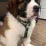 dog, puppy, st_bernard, green_harness, harness, brown_fur, white_fur, fluffy, paw, nose, whiskers, big_eyes, indoor, hardwood_floor, sitting, close_up, portrait, collar, cute, furniture