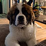 Apollo is registered to the contest to win money with this photo: dog, puppy, st_bernard, pet, cute, fluffy, indoor, couch, living_room, fur, nose, whiskers, paw, ears, table, wooden_floor, toy, plant, close_up, looking_at_camera