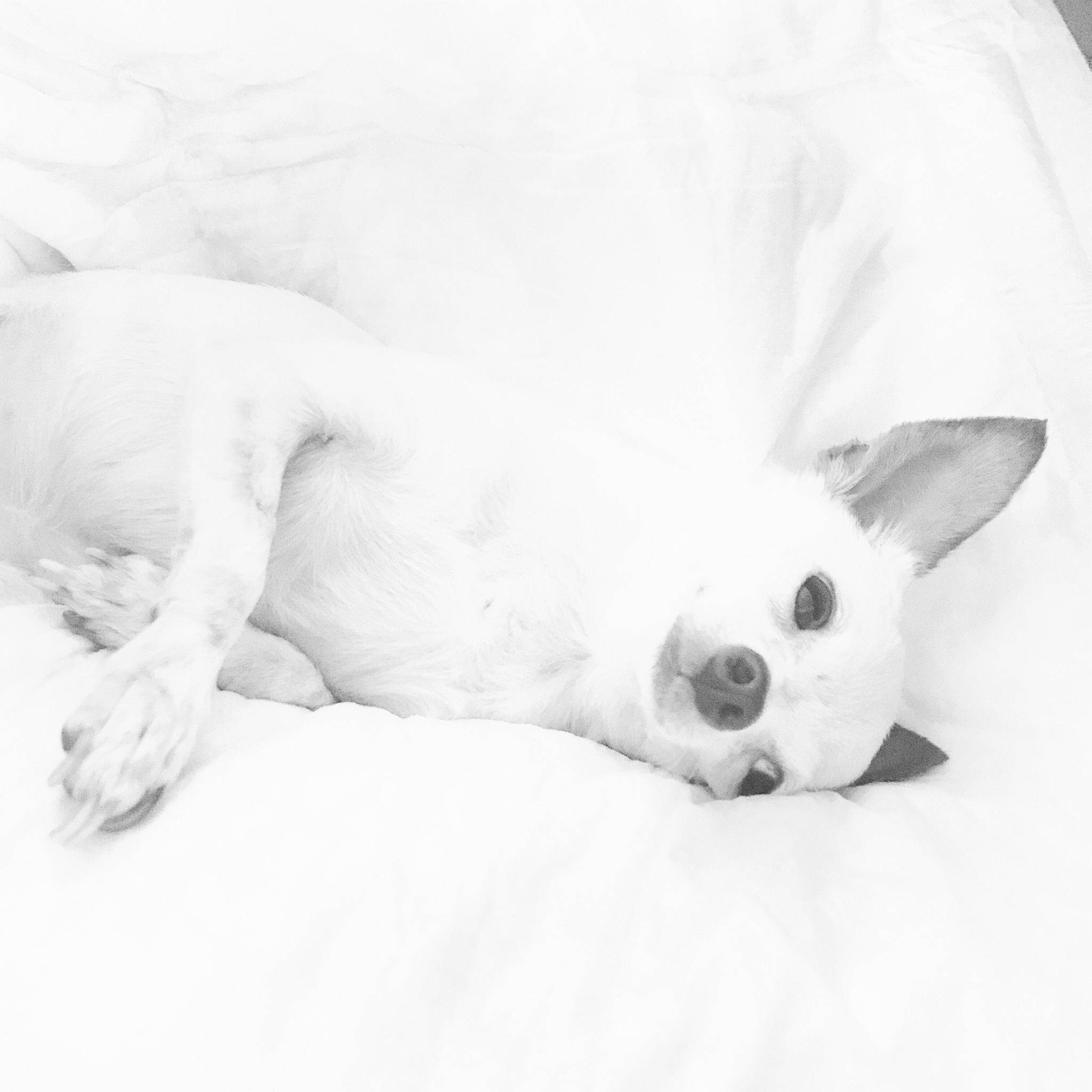 Speckles is registered to the contest to win money with this photo: canidae, carnivore, companion_dog, dog, dog_breed, mammal, non_sporting_group, nose, puppy, sleep, snout, white