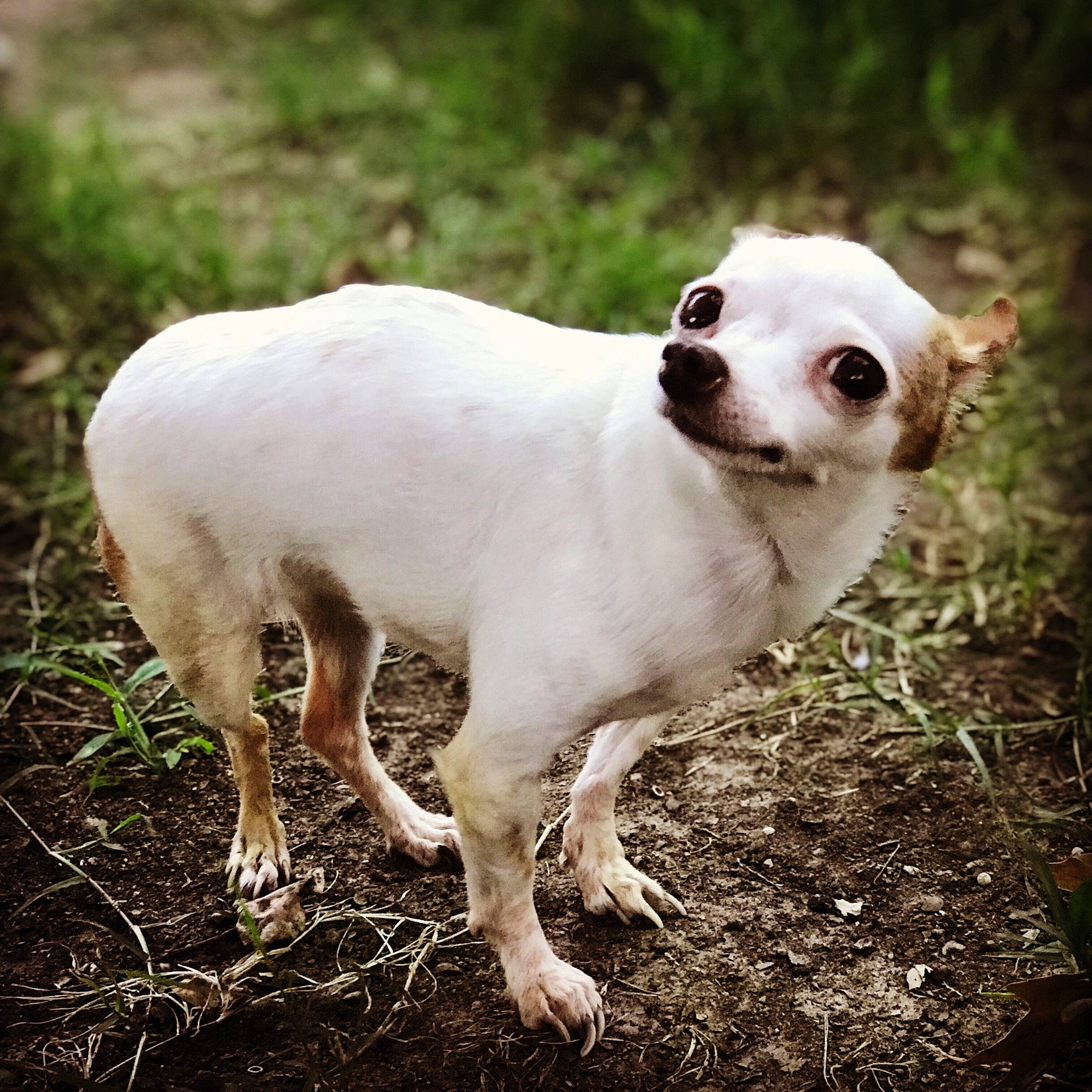 Speckles is registered to the contest to win money with this photo: canidae, carnivore, companion_dog, dog, dog_breed, grass, mammal, rare_breed_dog, snout, sporting_group, vertebrate