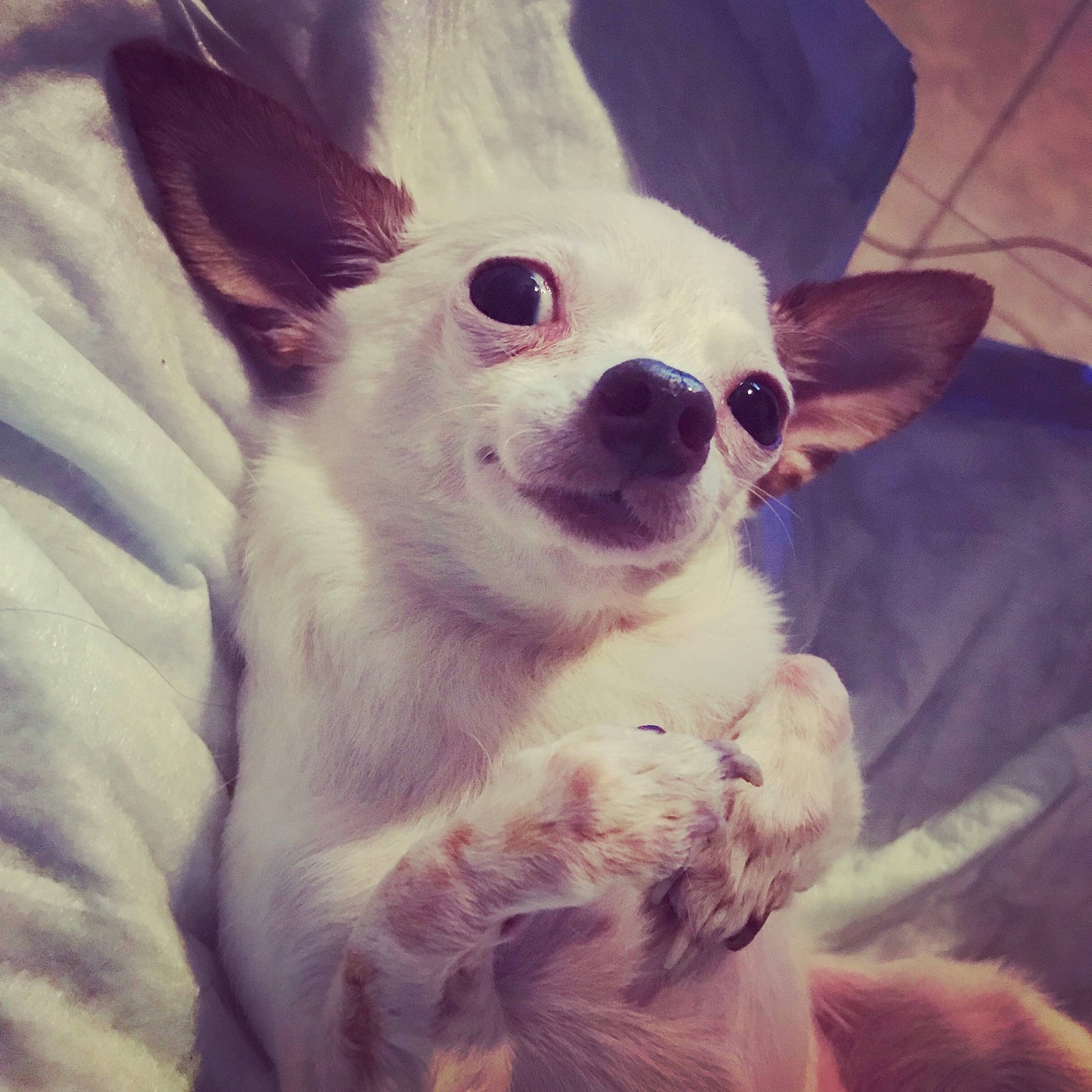 Speckles joined the competition — help win amazing prizes! canidae, carnivore, chihuahua, cloud, companion_dog, corgi_chihuahua, dog, dog_breed, ear, eye, head, nose, puppy, puppy_love, skin, sky, snout, sporting_group, toy_dog, whiskers