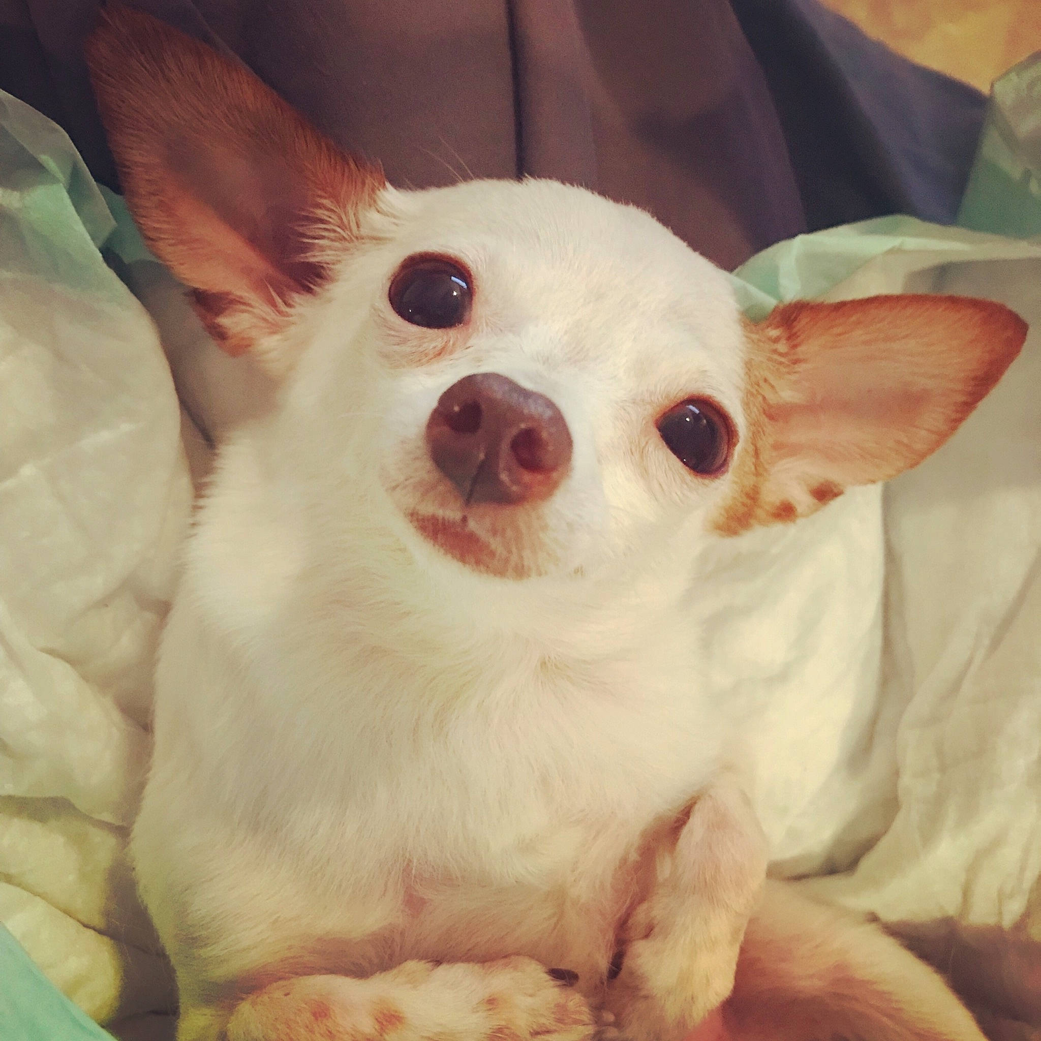 Speckles is registered to the contest to win money with this photo: canidae, carnivore, chihuahua, companion_dog, dog, dog_breed, ear, eye, fawn, head, mammal, nose, puppy, puppy_love, skin, snout, toy_dog, vertebrate, whiskers