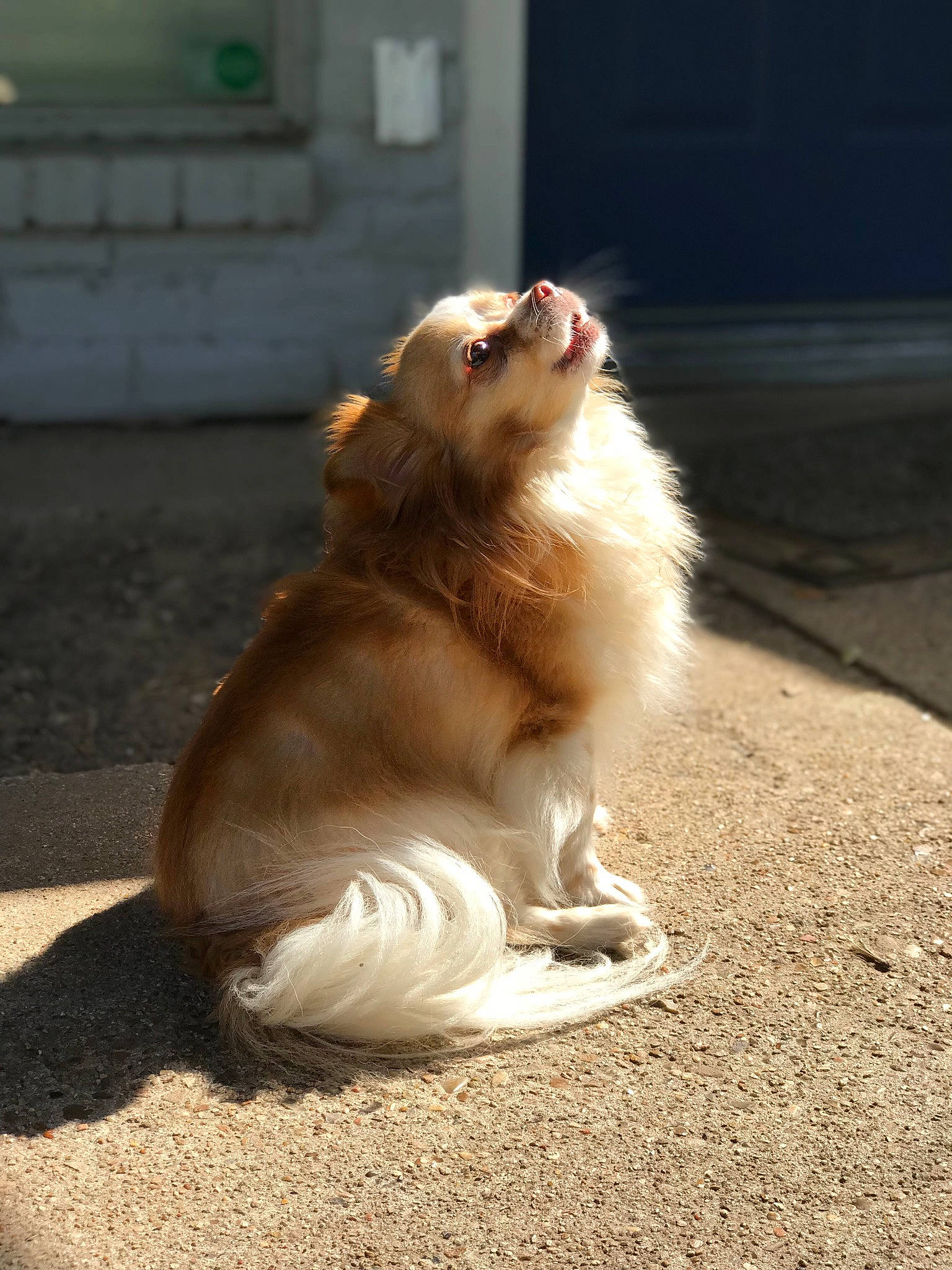 Stampi is registered to the contest to win money with this photo: fawn, fur, macaque, old_world_monkey, primate, sitting, tail