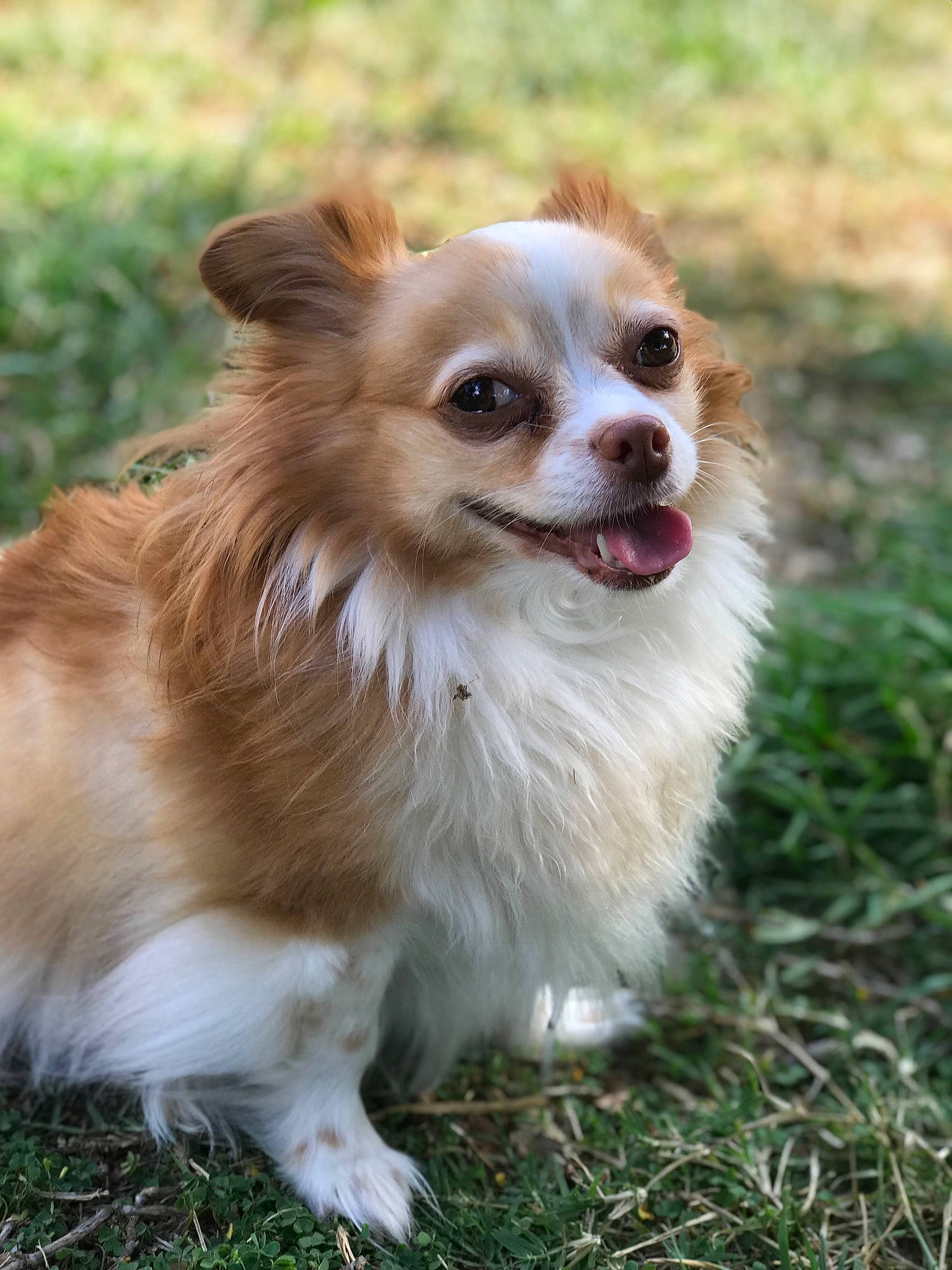 Stampi joined the competition — help win amazing prizes! canidae, carnivore, chihuahua, companion_dog, dog, dog_breed, fawn, grass, mammal, puppy, rare_breed_dog, snout, sporting_group, toy_dog, vertebrate